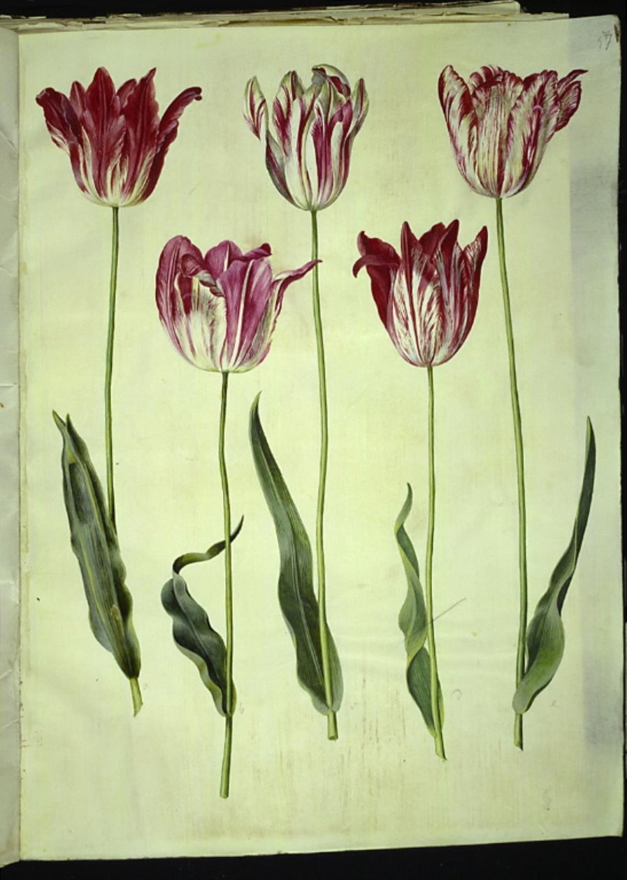 Tulipa gesneriana (ter-tulipan) de Hans Simon Holtzbecker
