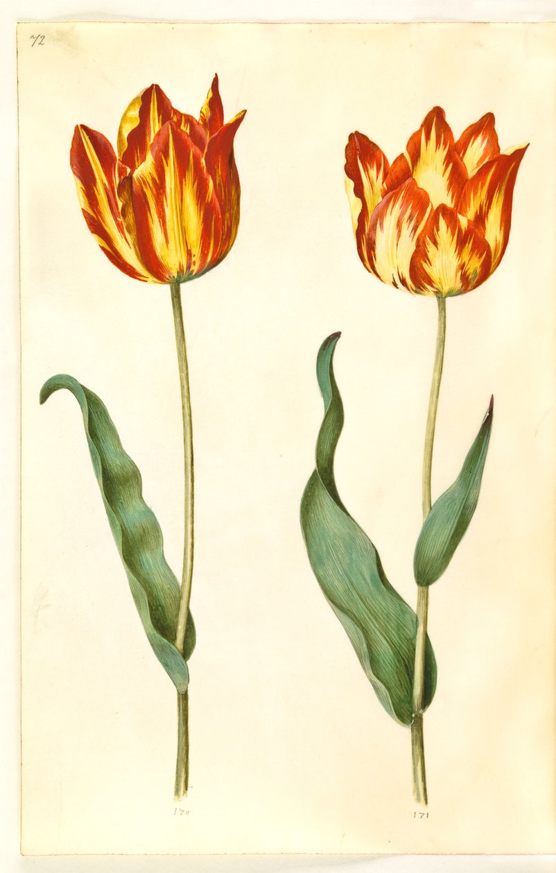 Tulipa gesneriana (ter-tulipan) de Hans Simon Holtzbecker