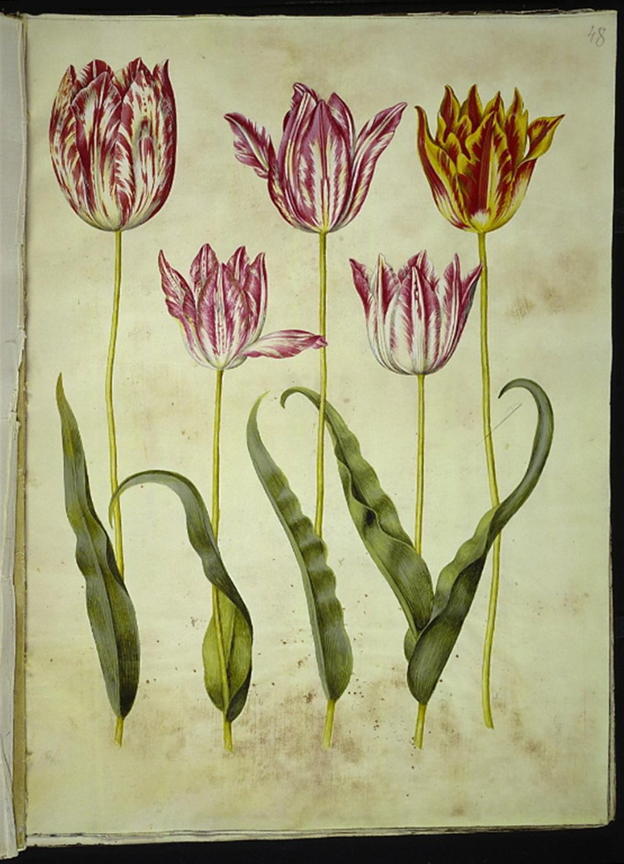 Tulipa gesneriana (ter-tulipan) de Hans Simon Holtzbecker