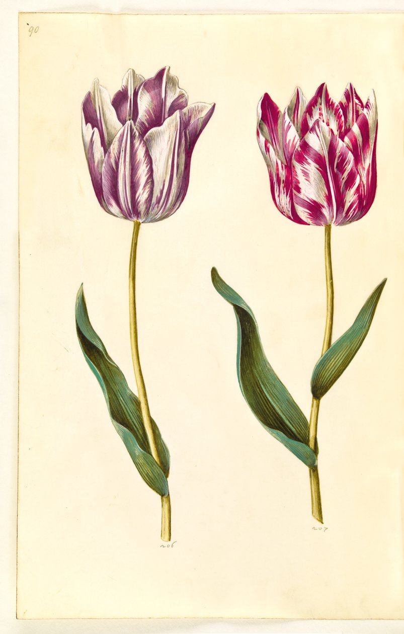 Tulipa gesneriana (ter-tulipan) de Hans Simon Holtzbecker