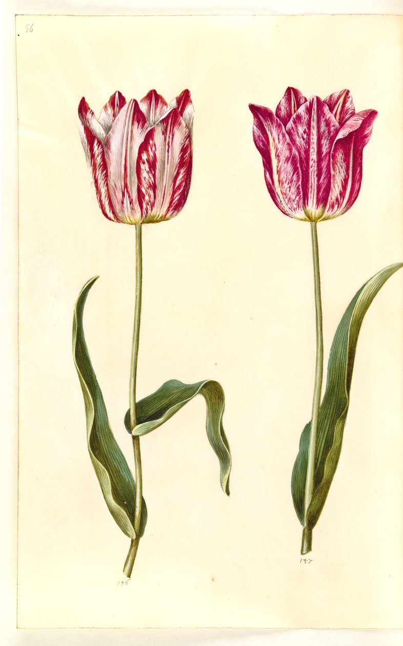 Tulipa gesneriana (ter-tulipan) de Hans Simon Holtzbecker