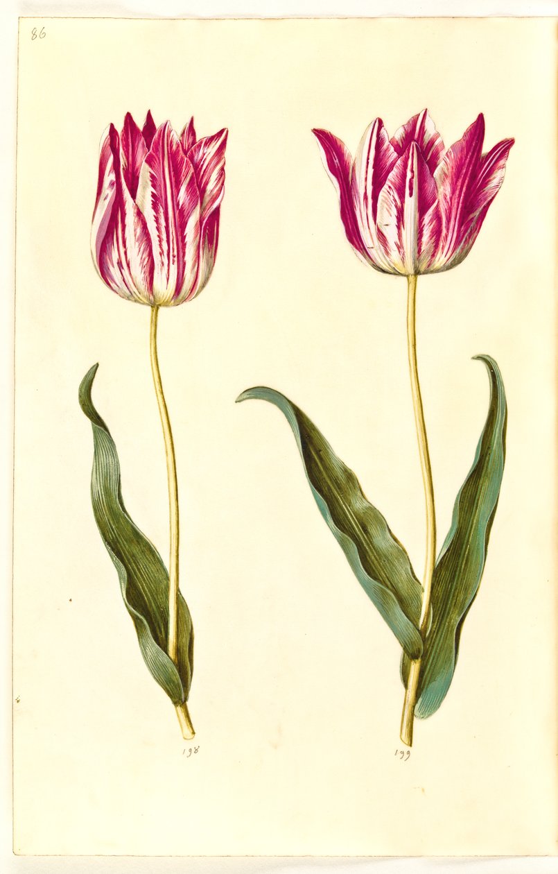 Tulipa gesneriana (ter-tulipan) de Hans Simon Holtzbecker