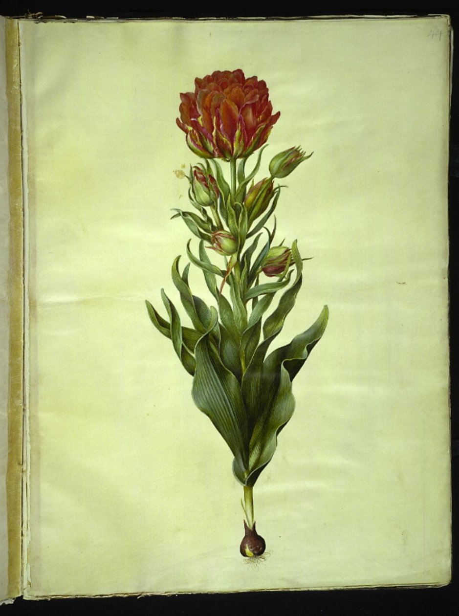 Tulipa gesneriana (ter-tulipan) de Hans Simon Holtzbecker