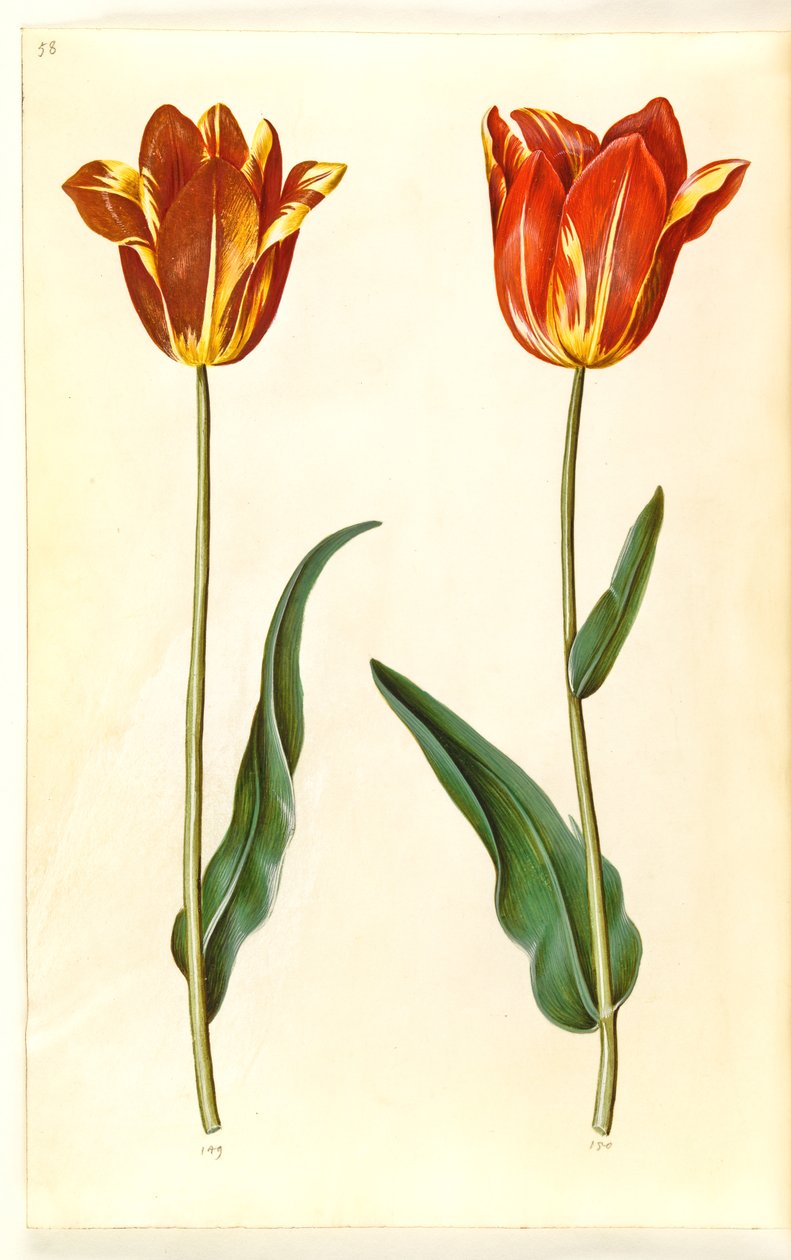 Tulipa gesneriana (ter-tulipan) de Hans Simon Holtzbecker