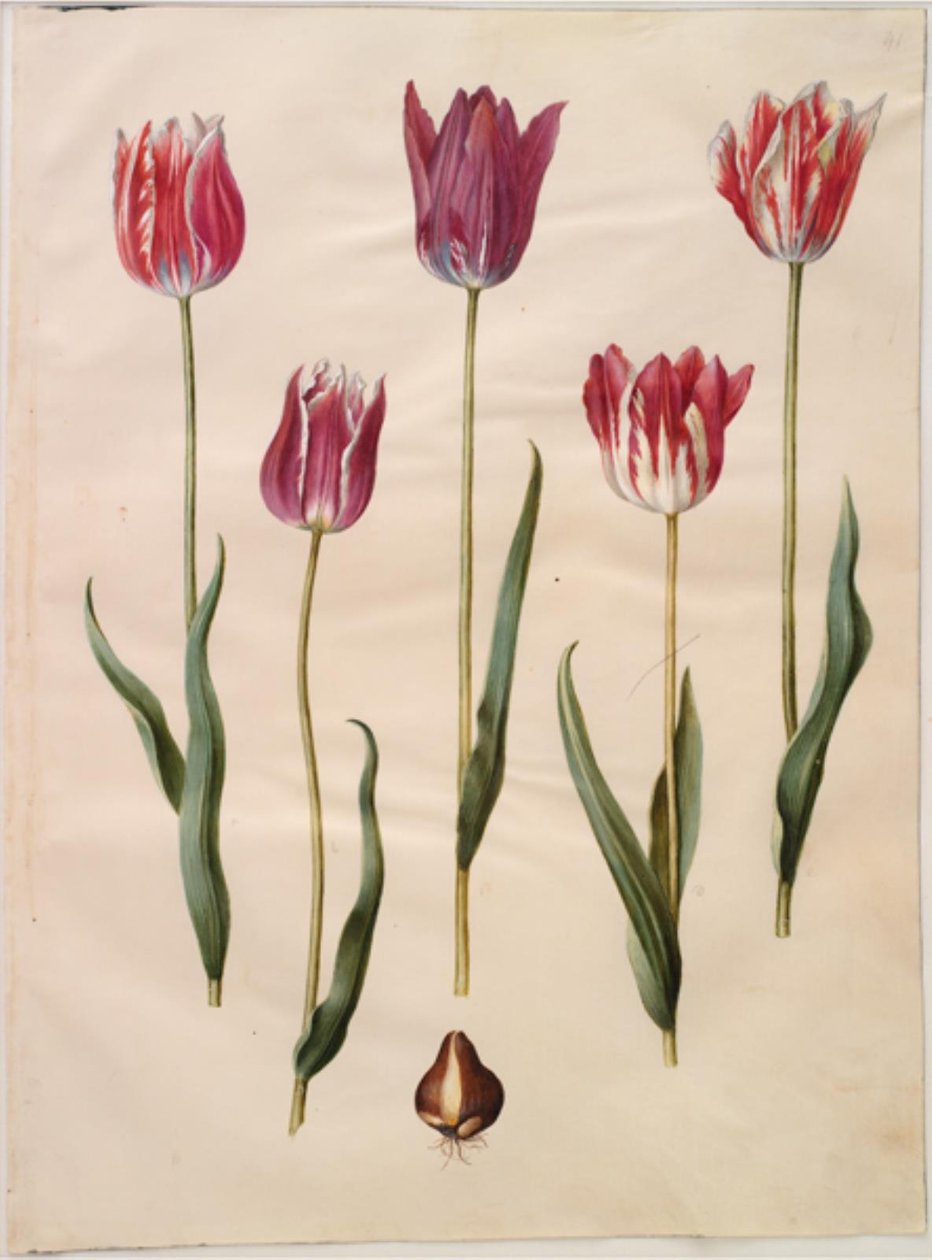 Tulipa gesneriana (ter-tulipan) de Hans Simon Holtzbecker