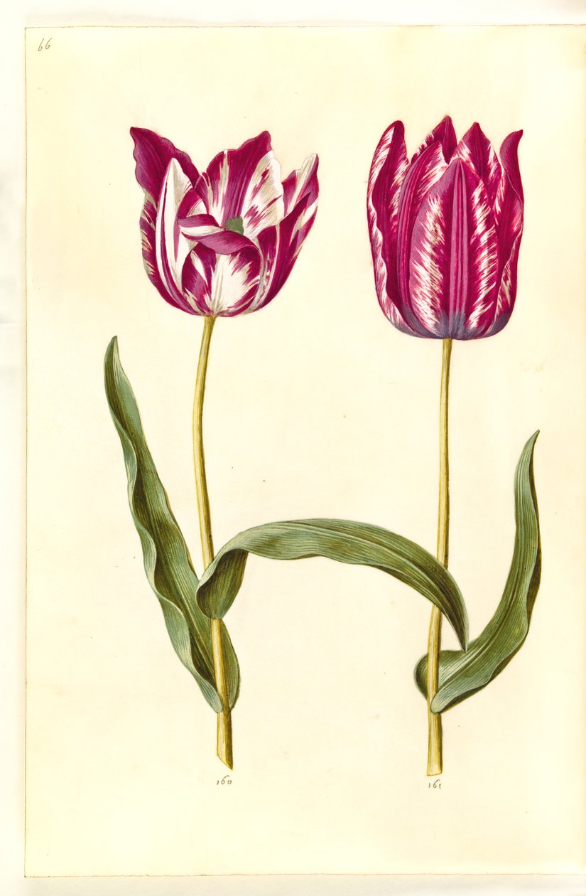 Tulipa gesneriana (ter-tulipan) de Hans Simon Holtzbecker