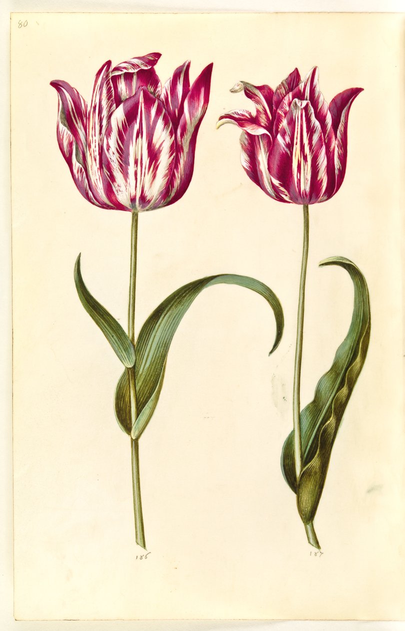 Tulipa gesneriana (ter-tulipan) de Hans Simon Holtzbecker