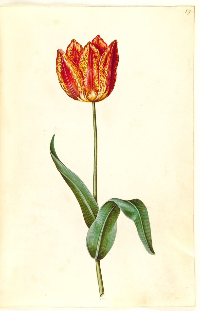 Tulipa gesneriana (ter-tulipan) de Hans Simon Holtzbecker