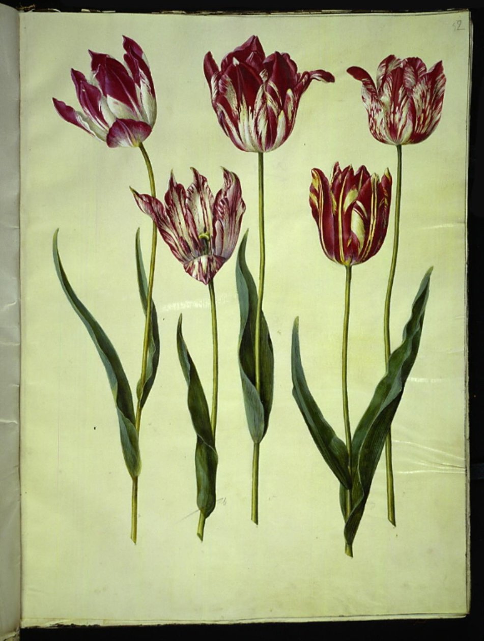 Tulipa gesneriana (ter-tulipan) de Hans Simon Holtzbecker
