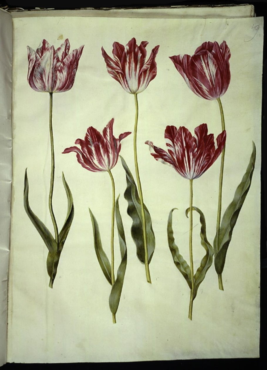 Tulipa gesneriana (ter-tulipan) de Hans Simon Holtzbecker