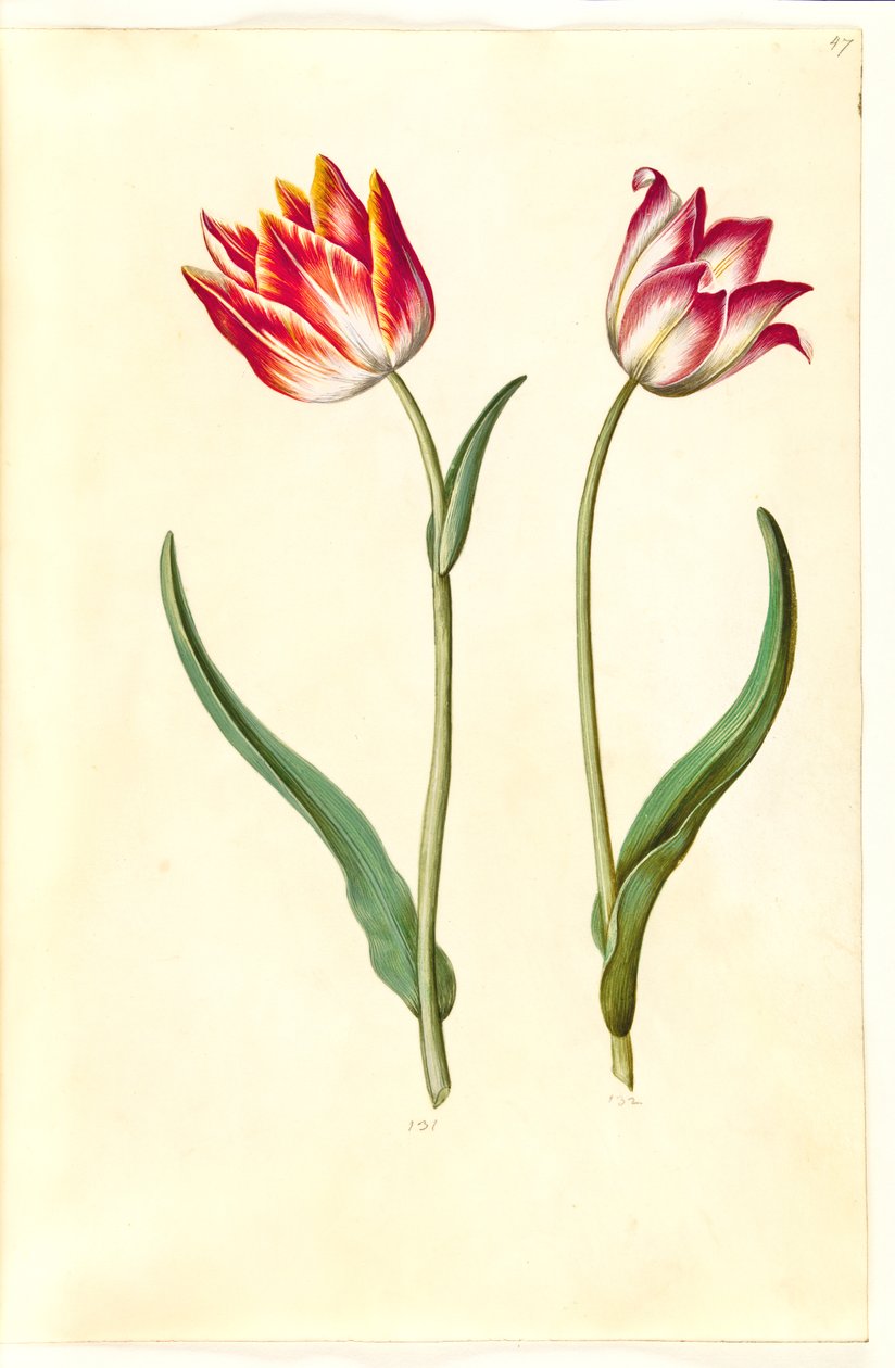 Tulipa gesneriana (ter-tulipan) de Hans Simon Holtzbecker