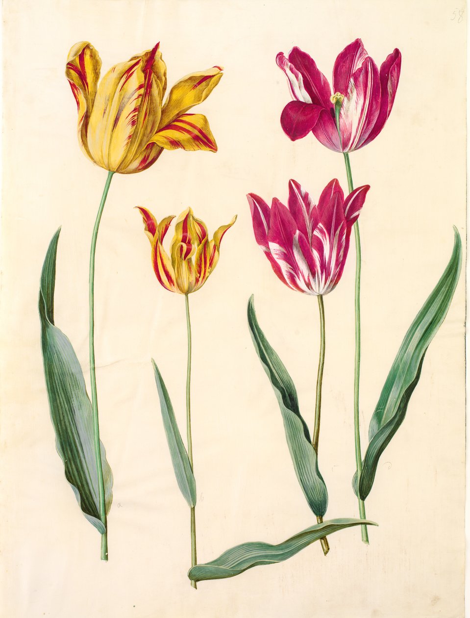 Tulipa gesneriana (ter-tulipan) de Hans Simon Holtzbecker