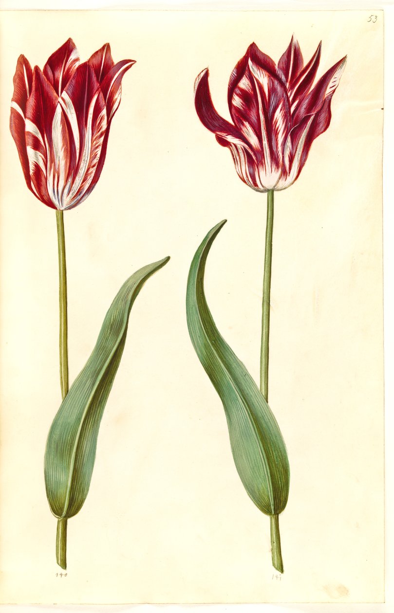 Tulipa gesneriana (ter-tulipan) de Hans Simon Holtzbecker