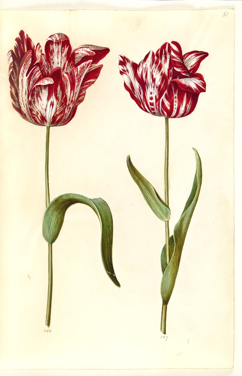 Tulipa gesneriana (ter-tulipan) de Hans Simon Holtzbecker