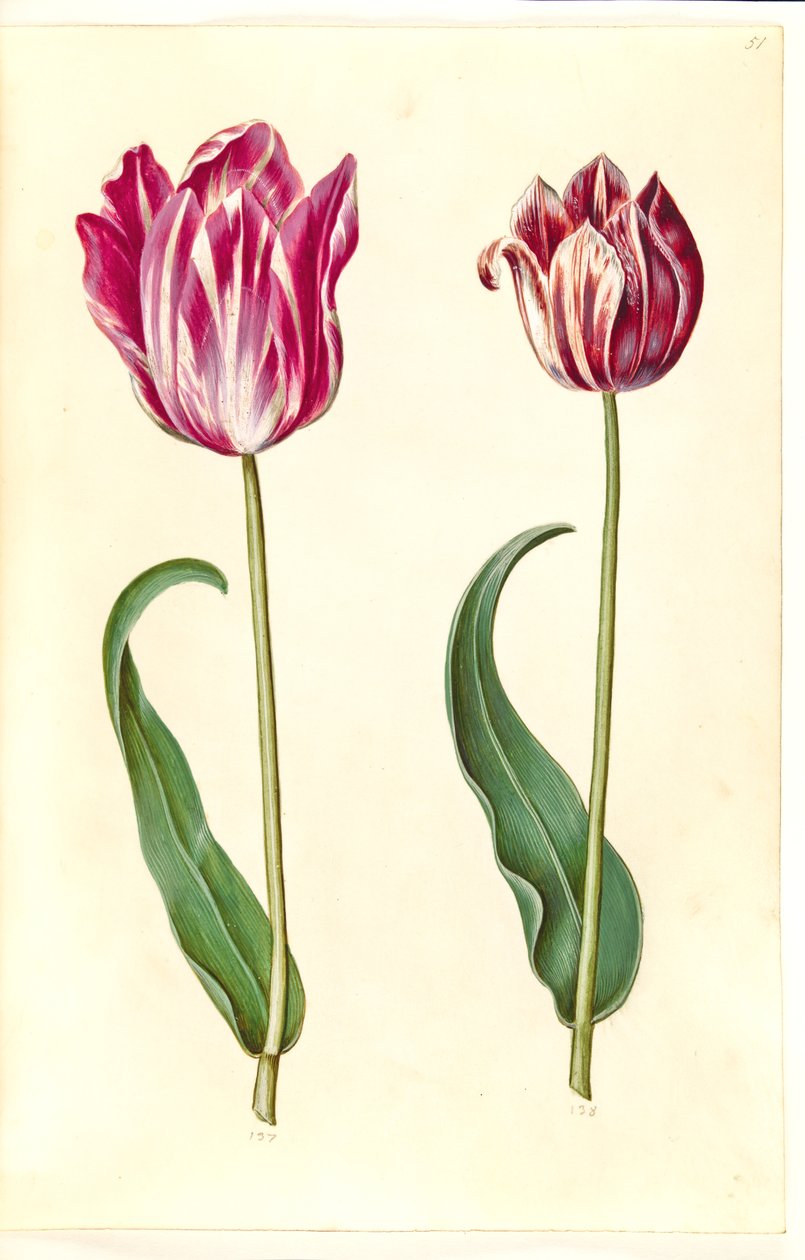Tulipa gesneriana (ter-tulipan) de Hans Simon Holtzbecker