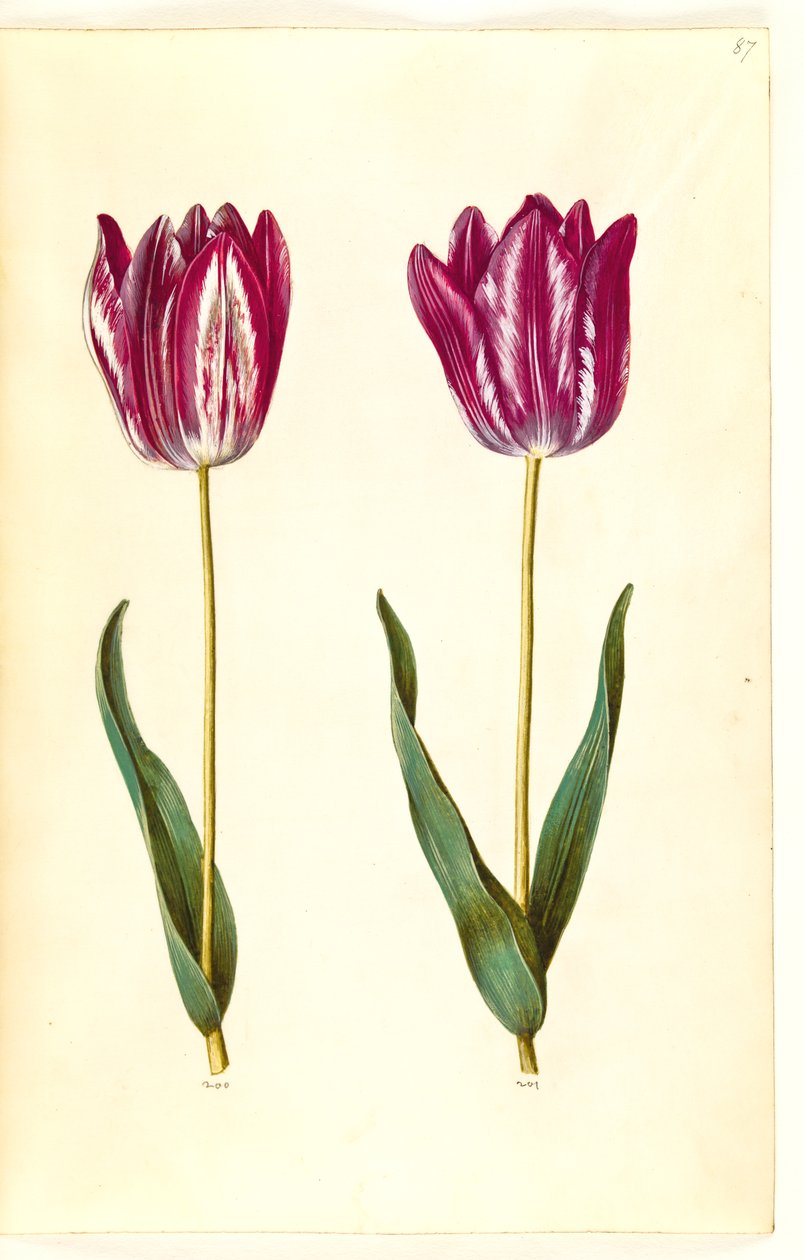 Tulipa gesneriana (ter-tulipan) de Hans Simon Holtzbecker