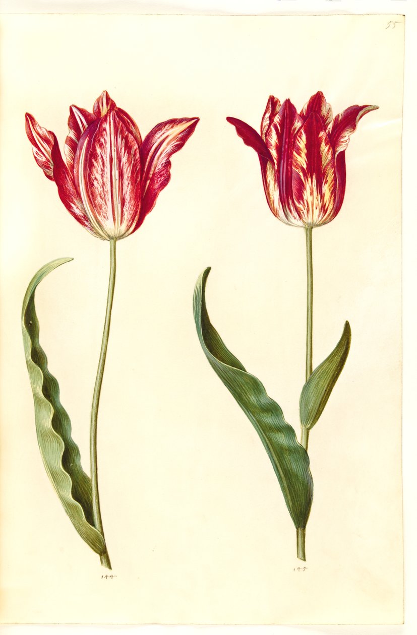 Tulipa gesneriana (ter-tulipã) de Hans Simon Holtzbecker