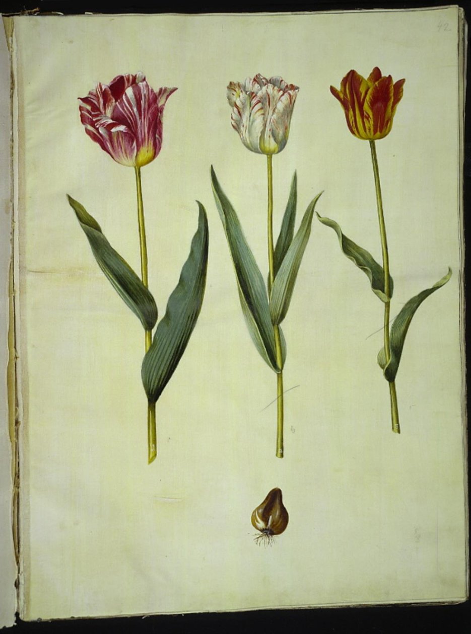 Tulipa gesneriana (ter-tulipã) de Hans Simon Holtzbecker