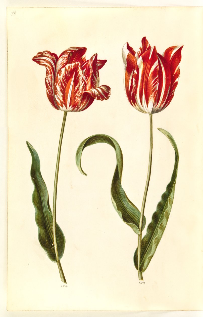 Tulipa gesneriana (ter-tulipan) de Hans Simon Holtzbecker
