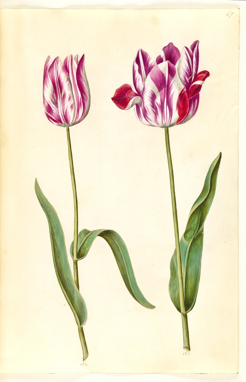 Tulipa gesneriana (ter-tulipan) de Hans Simon Holtzbecker