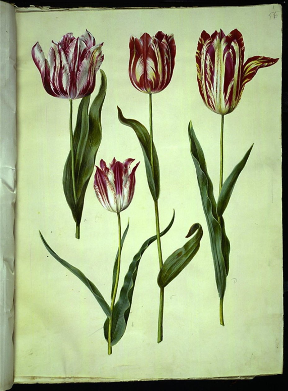 Tulipa gesneriana (ter-tulipan) de Hans Simon Holtzbecker