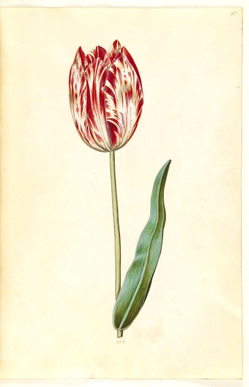 Tulipa gesneriana (ter-tulipan) de Hans Simon Holtzbecker