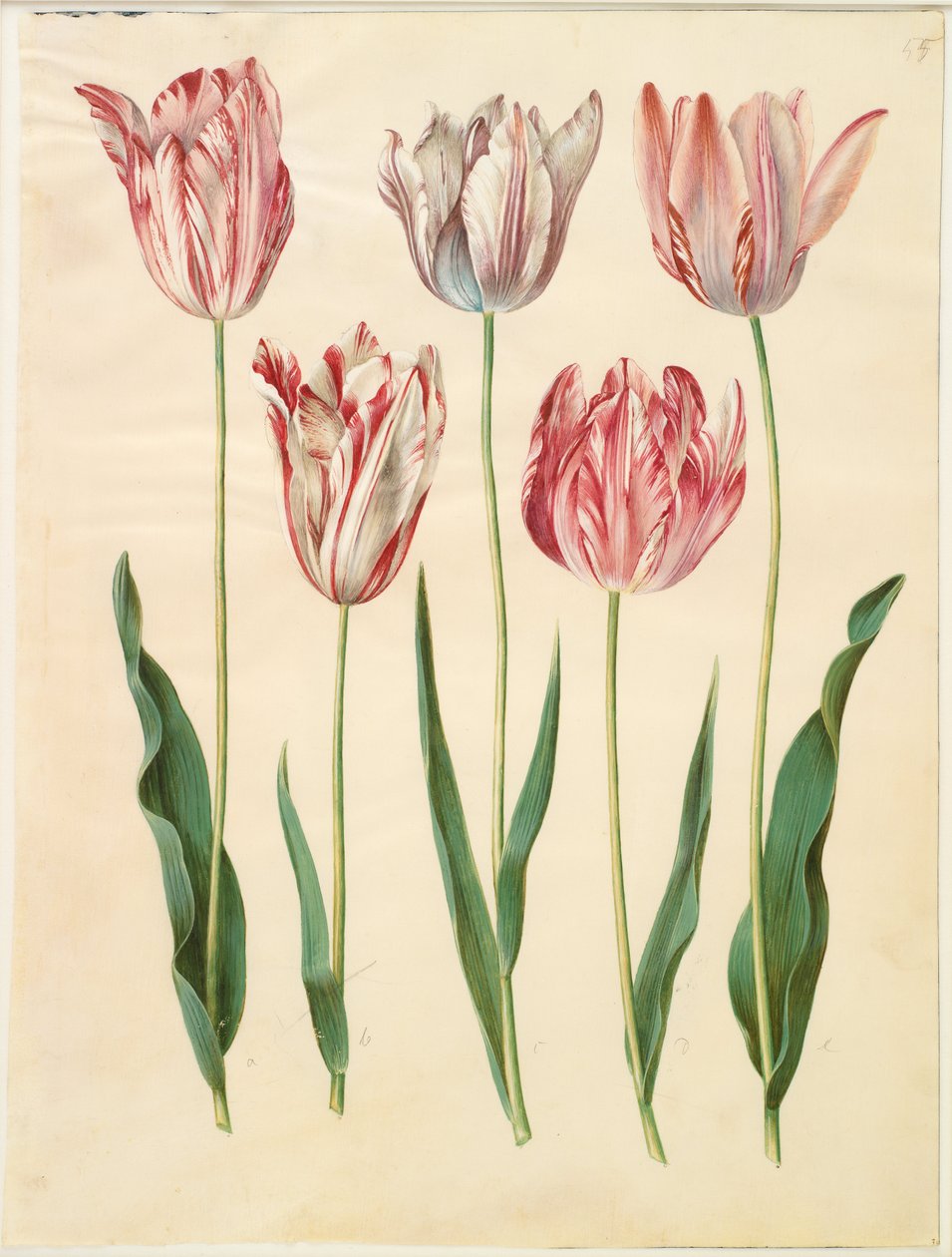Tulipa gesneriana de Hans Simon Holtzbecker