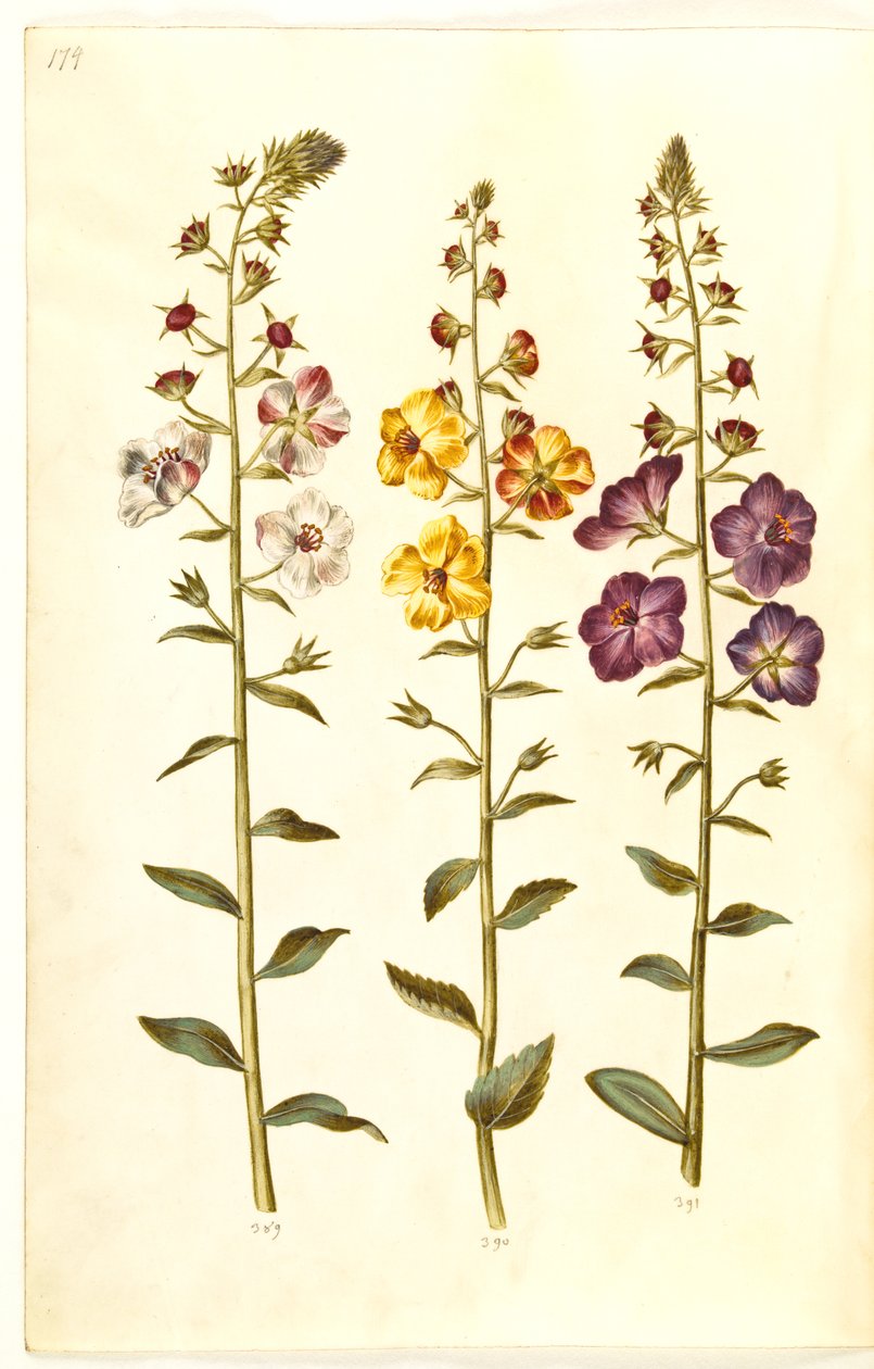 Verbascum blattaria (klase-kongelys); fenício verbascum (roxo-congelys) de Hans Simon Holtzbecker