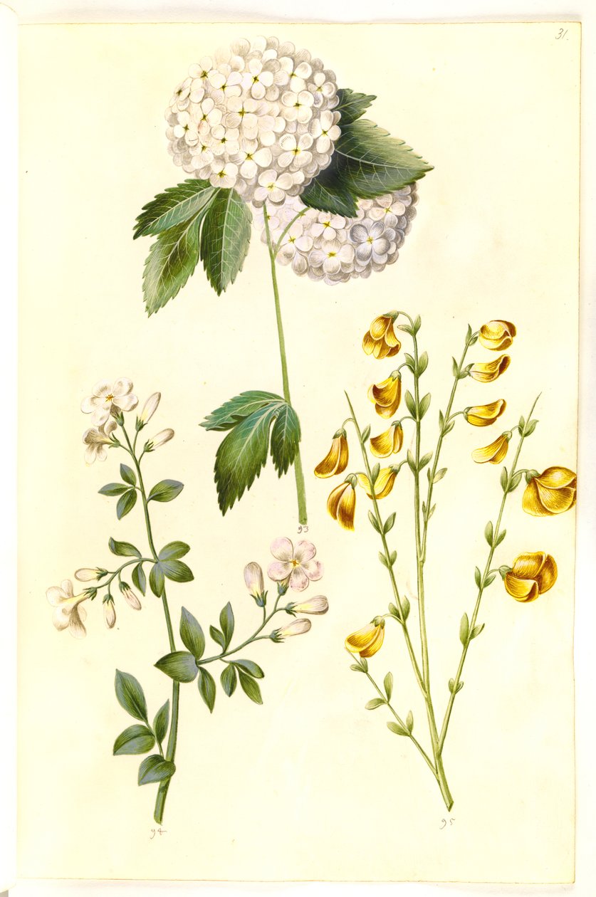 Viburnum opulus (bola de neve comum); Jasminum officinale (Jasmim); Cytisus scoparius (vassoura comum) de Hans Simon Holtzbecker