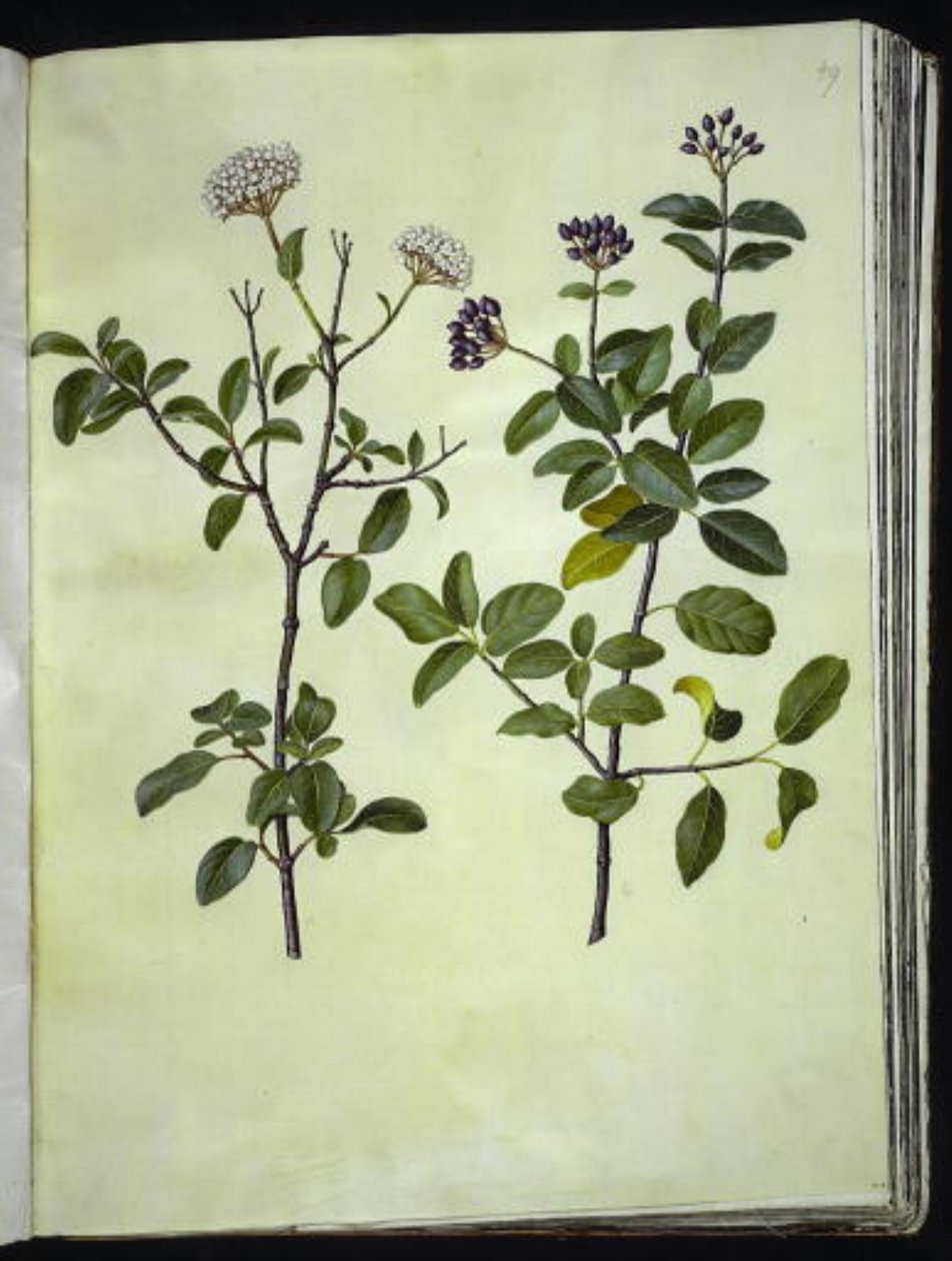 Viburnum tinus (bola de neve de inverno) de Hans Simon Holtzbecker