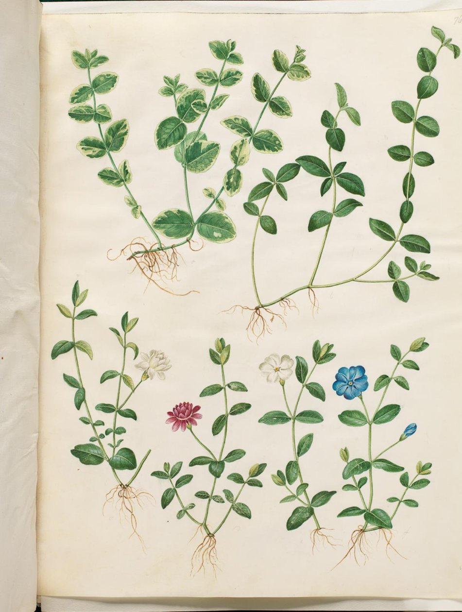 Vinca minor (pequena sempre-viva) de Hans Simon Holtzbecker