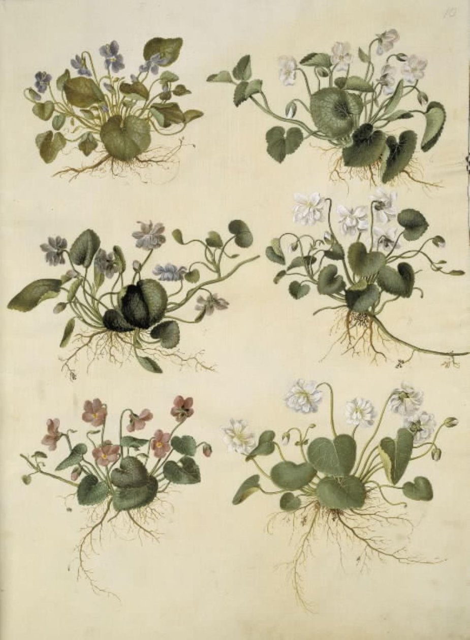 Viola odorata (marts-viol) de Hans Simon Holtzbecker