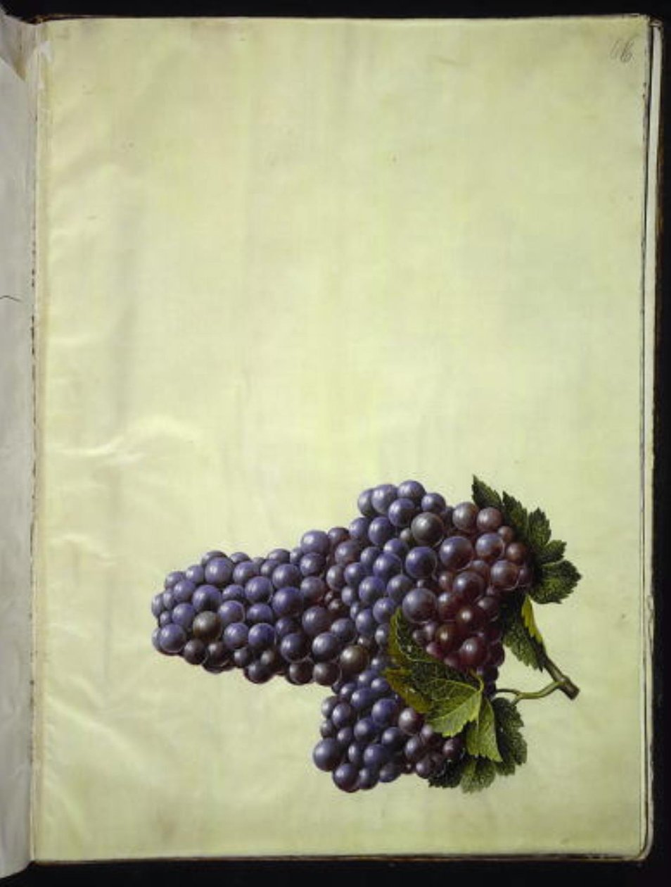 Vitis vinifera (vinho comum) de Hans Simon Holtzbecker
