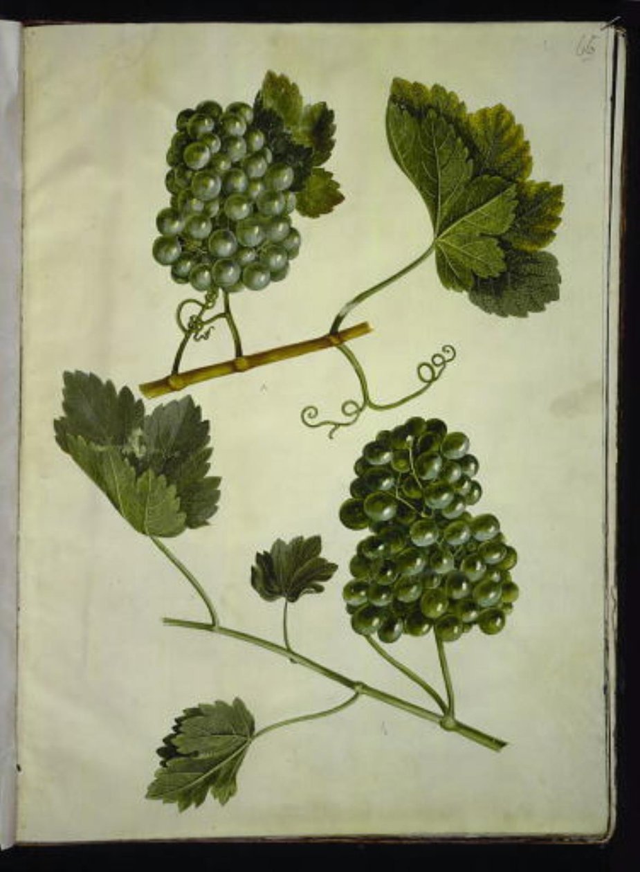 Vitis vinifera (vinho comum) de Hans Simon Holtzbecker