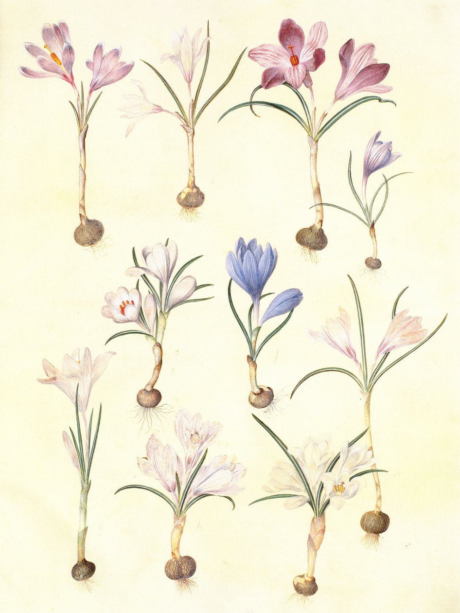 crocus vernus de Hans Simon Holtzbecker