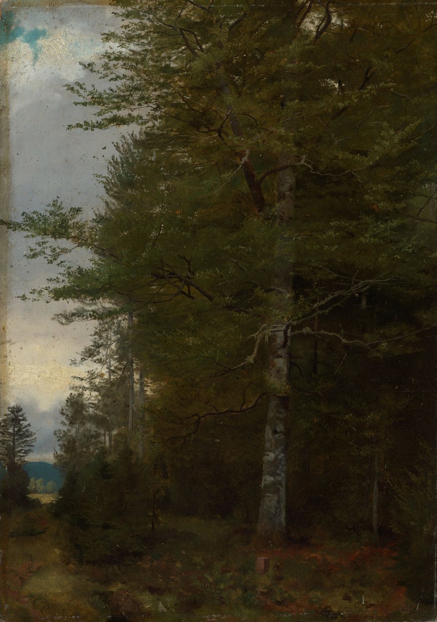 Faia à beira da floresta de Hans Thoma