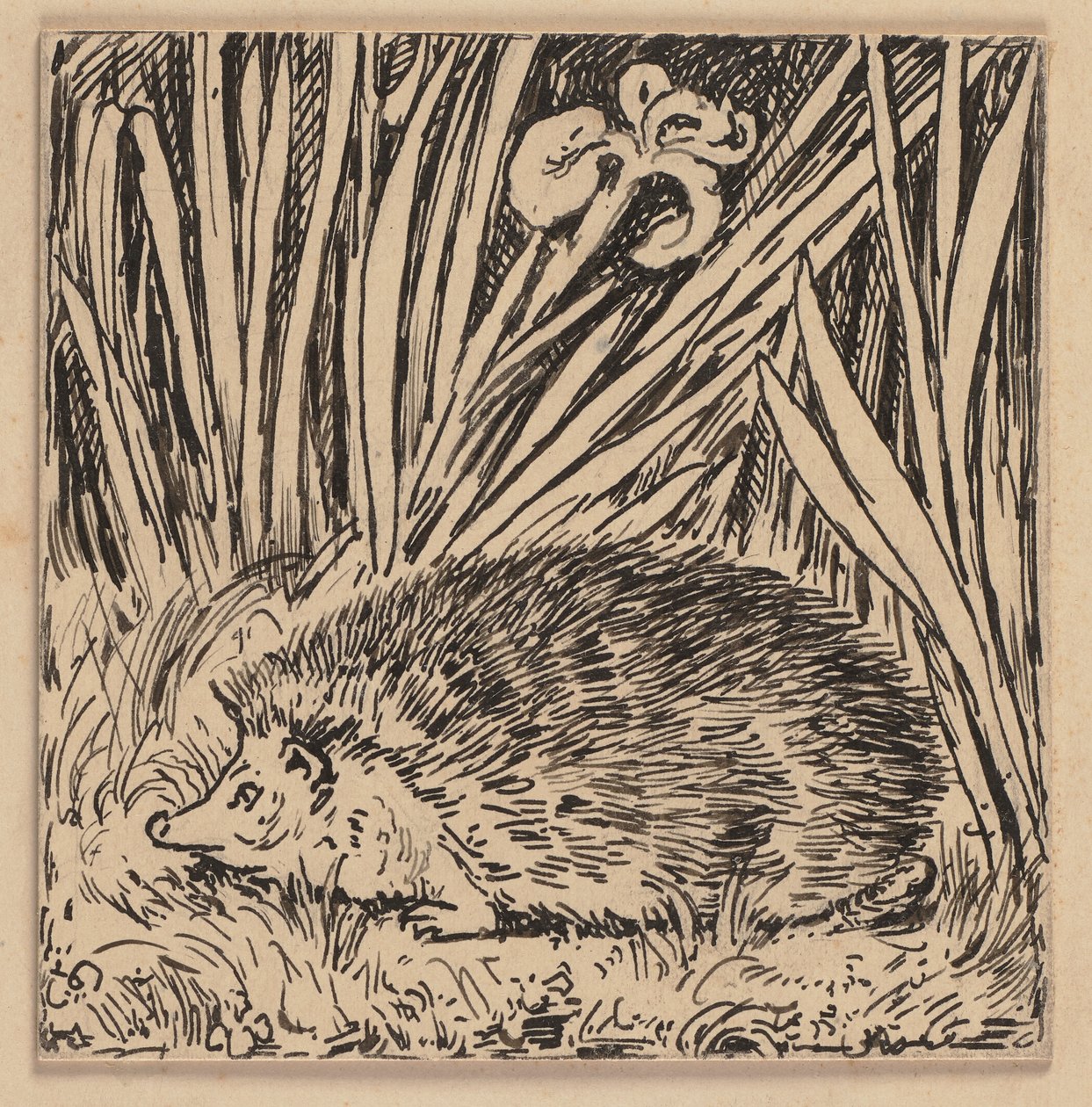 Desenho para a cartilha: ouriço-cacheiro de Hans Thoma