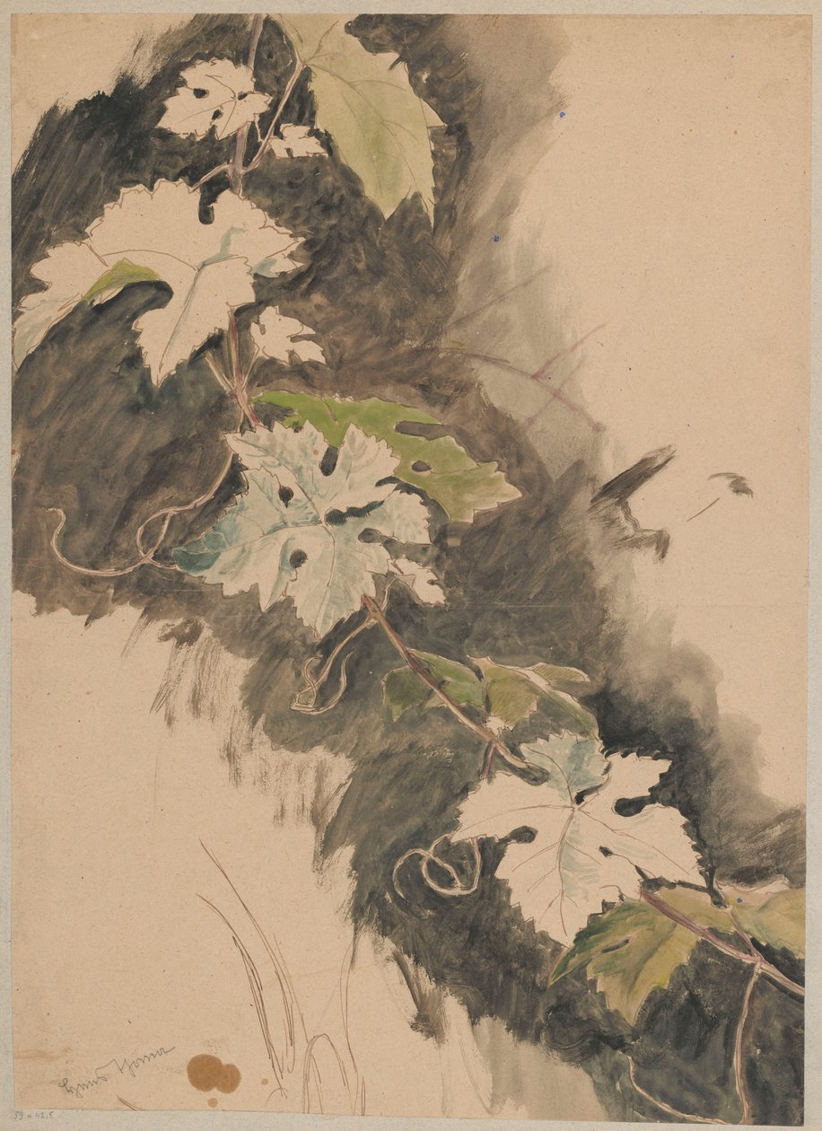 Estudo da viticultura de Hans Thoma