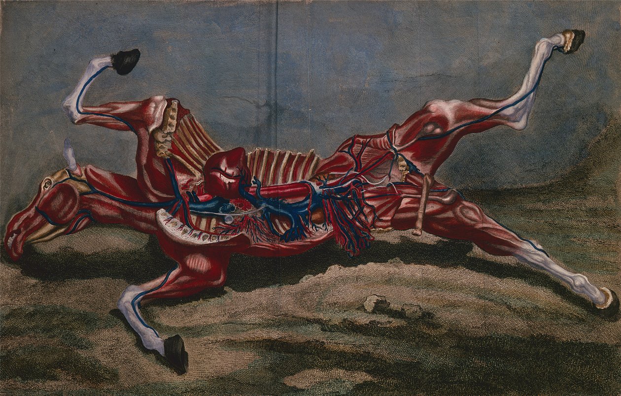 Anatomia de um cavalo, de &39;Cours d&39;Hippiatrique ou Trat Complet de la Medecine des Chevaux&39;, de Philippe-Etienne Lafosse (1738-1820) gravada por Claude Fessard, 1772 de Harguinier
