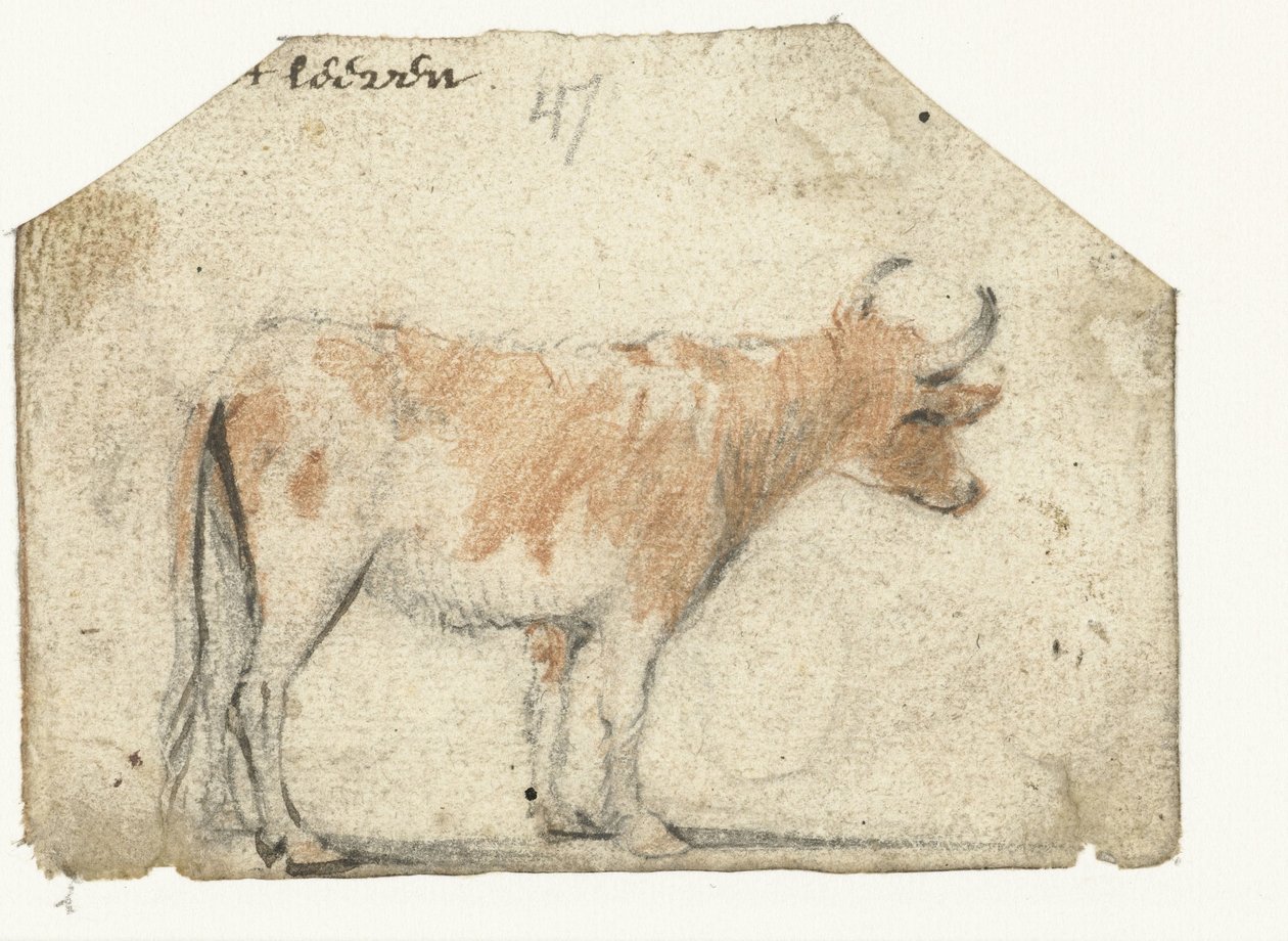 Vaca, do lado de Harmen ter Borch