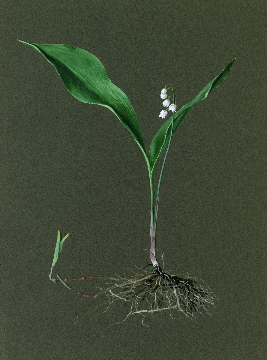 Convallaria majalis Lírio do Vale, c1870-1920. de Harold Drinkwater
