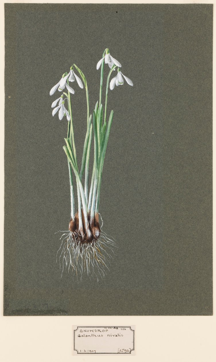 Em Cartago Nivalis. Snowdrop, C5-2. de Harold Drinkwater