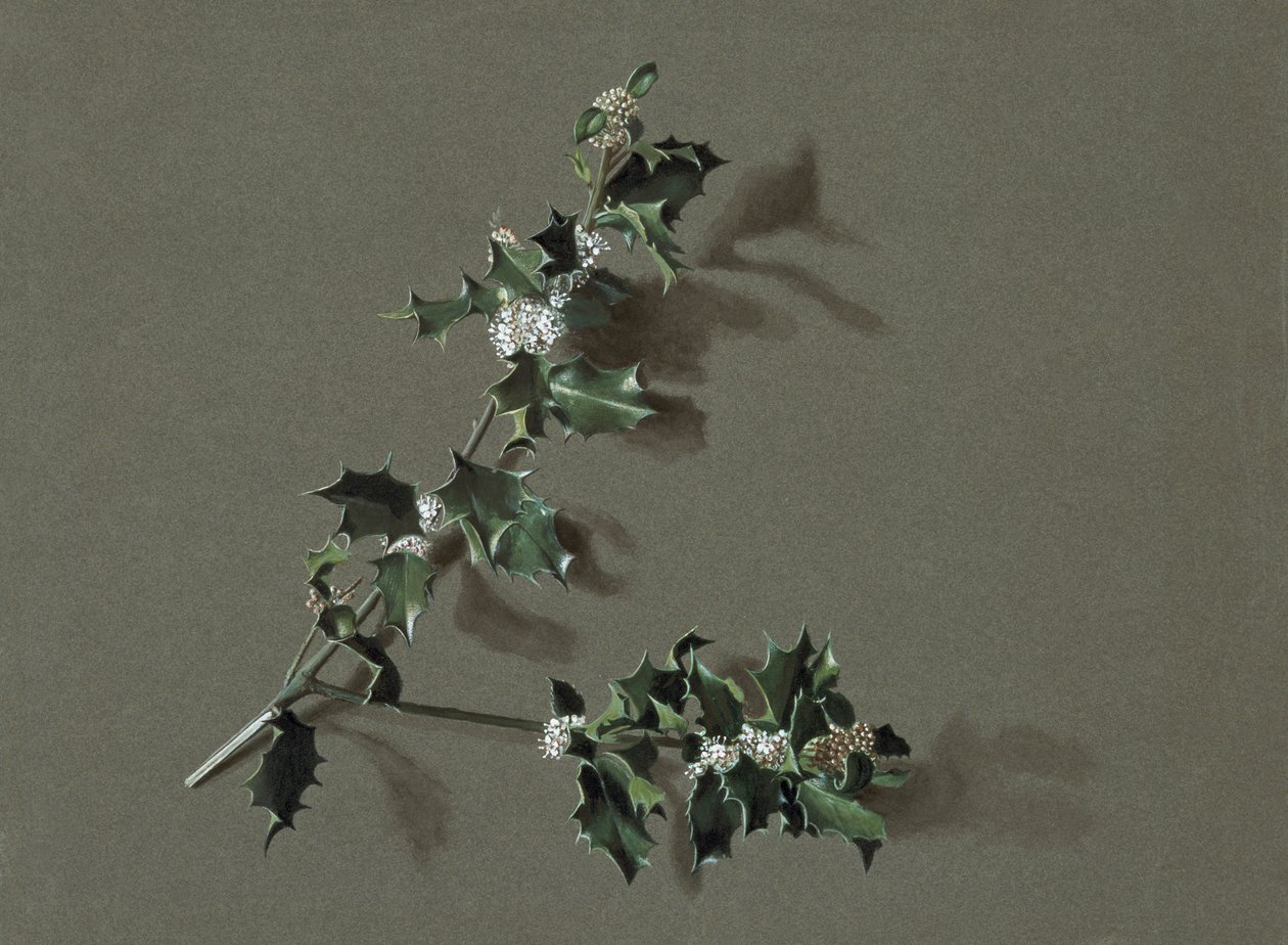 Ilex aquifolium L. Azevinho Comum, c1870-1920. de Harold Drinkwater