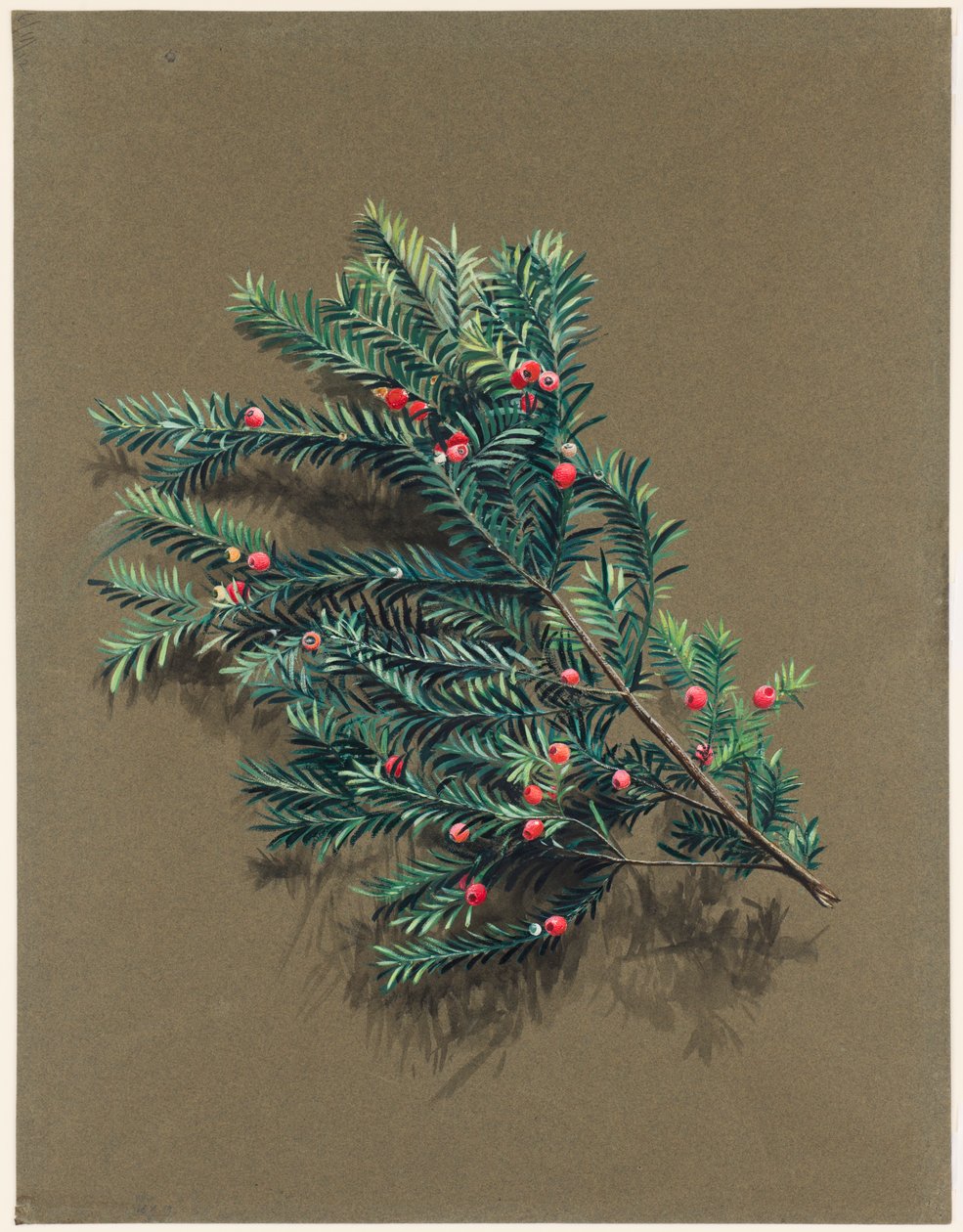 Taxus baccata L. Yew, c1903-1915. de Harold Drinkwater