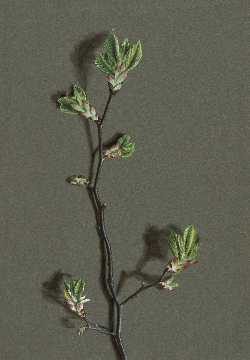 Ulmus glabra Huds Wych Elm, c1870-1920. de Harold Drinkwater