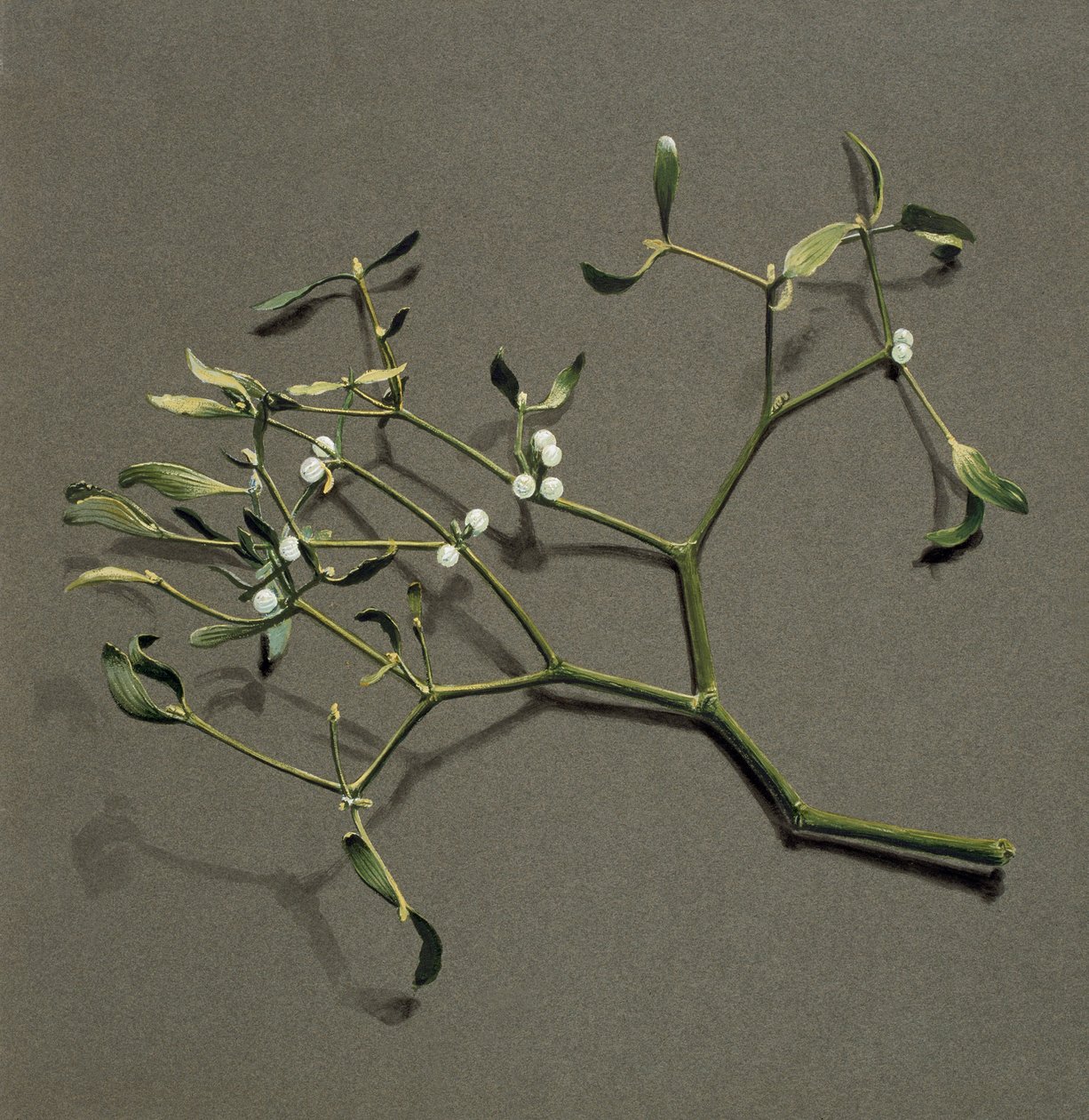 Veronica álbum L Mistletoe, c1870-1920. de Harold Drinkwater