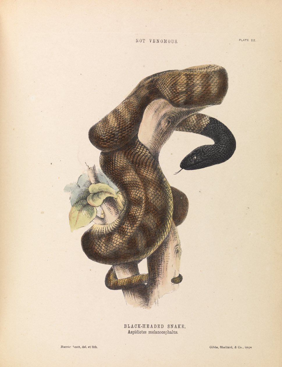 Cobra-de-cabeça-preta, Aspidiotes melanocephalus de Harriet Scott