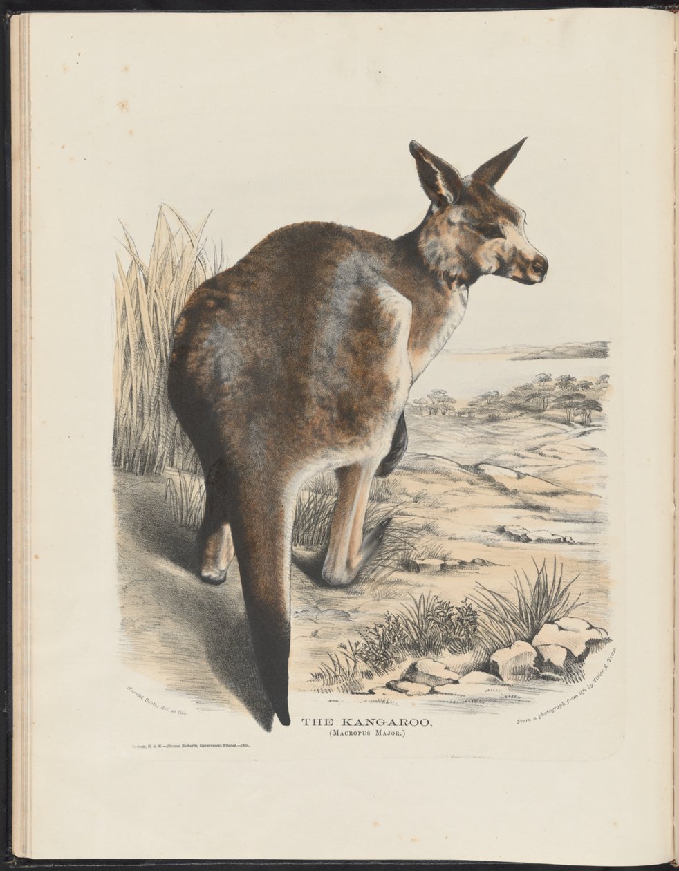 Mamíferos da Austrália (Krefft) Nla.obj-33627803-11 O canguru de Harriet Morgan