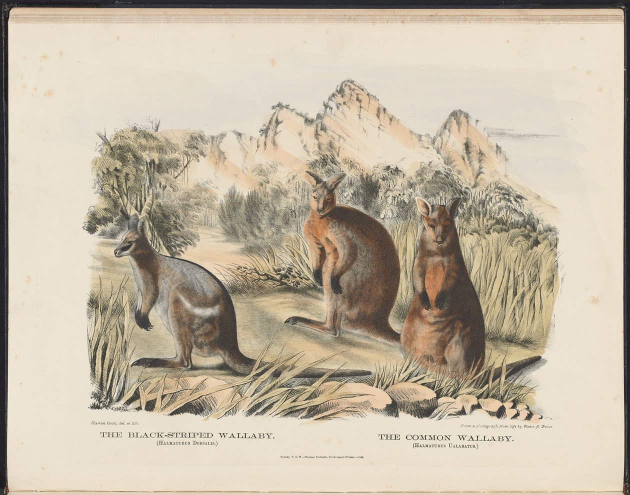 Mamíferos da Austrália (Krefft) Nla.obj-33627803-13 O canguru listrado preto e o canguru comum de Harriet Morgan