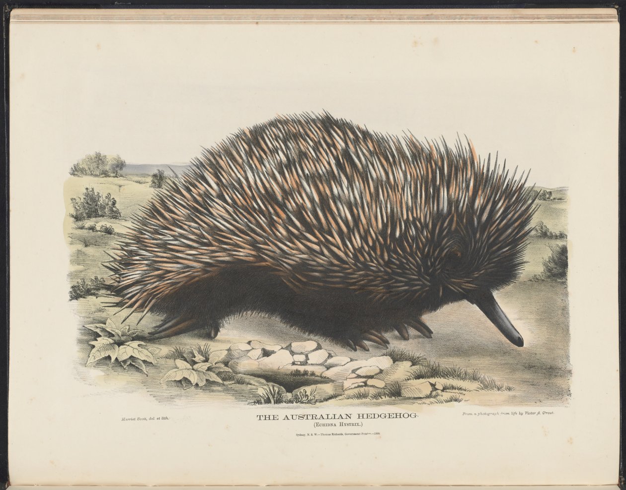 Mamíferos da Austrália (Krefft) Nla.obj-33627803-15 O ouriço australiano de Harriet Morgan